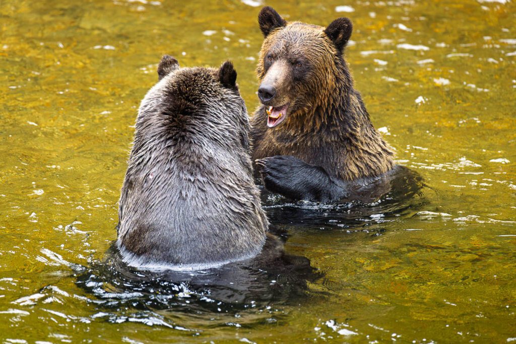Two brown grizzly bears wading in yellow-tinted water, one facing away, the other with mouth open revealing teeth.
