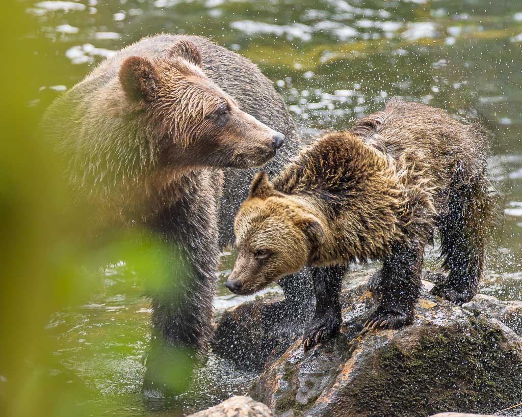 Grizzly Bear Cub Shake