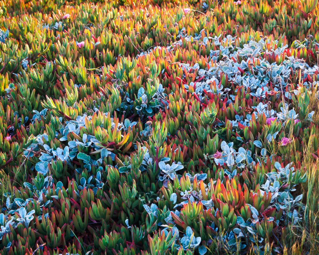Colorful ice plant succulents in vibrant red, green, and orange hues, interspersed with silvery-blue foliage, under golden light.