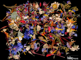 Scanner Art, flowers, black background, beauty, red, purple, floral, botanical, design, graphic, decoration, nature