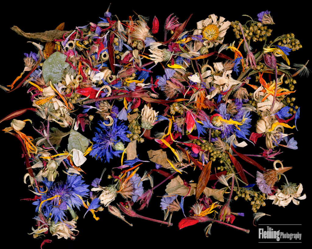 Scanner Art, flowers, black background, beauty, red, purple, floral, botanical, design, graphic, decoration, nature