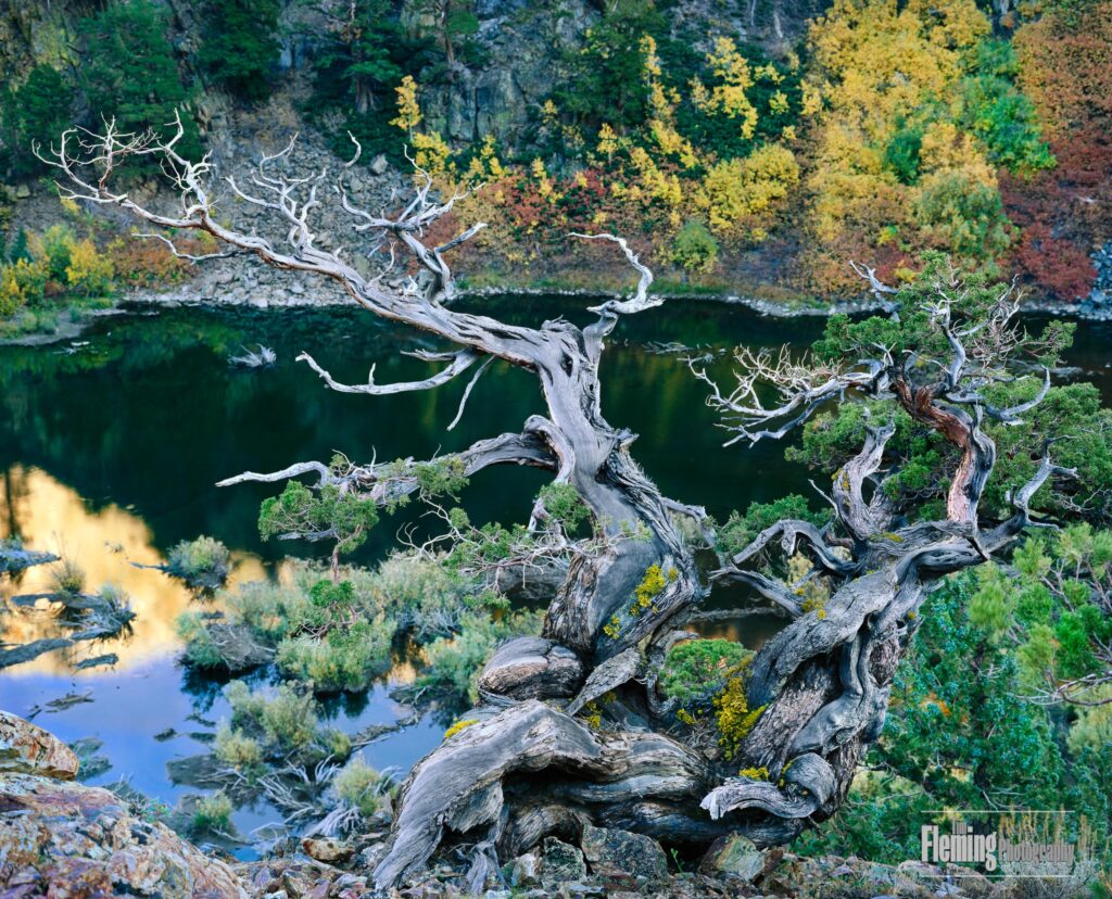 Juniper and lake with fall color in the Eastern Sierras