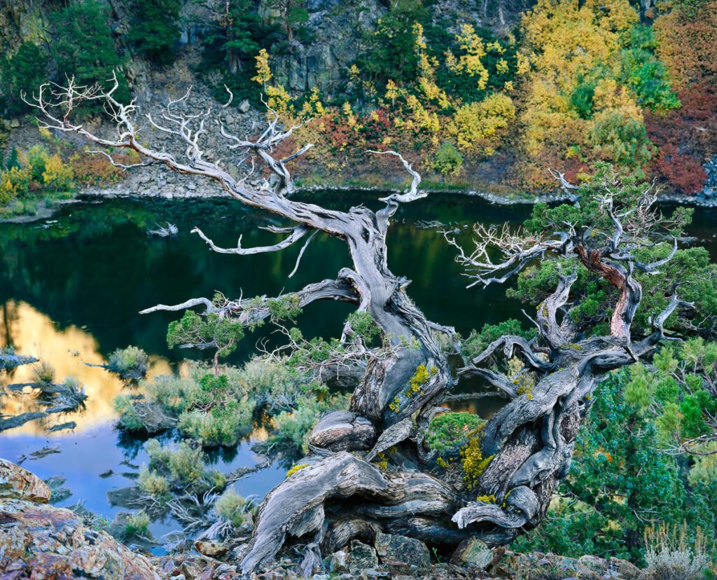 Twisted, gnarled juniper tree overlooking a serene pond surrounded by lush green and autumn-colored foliage.