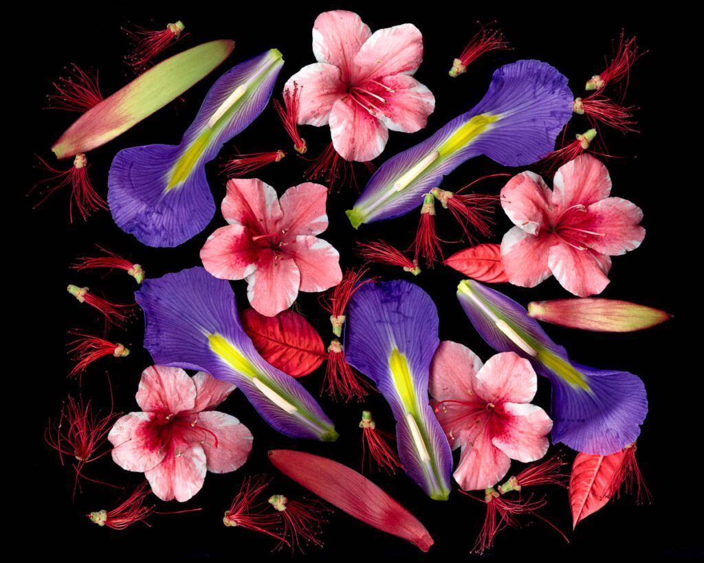 Lady Day Vibrant floral pattern with pink hibiscus and purple iris petals on black background.