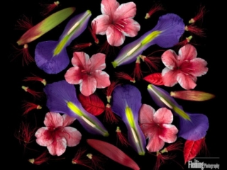 Lady Day, Scanner Art, flowers, black background, beauty, red, purple, floral, botanical, design, graphic, decoration, nature