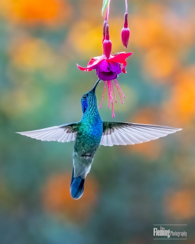 Lesser Violetear feeding, Costa Rica
