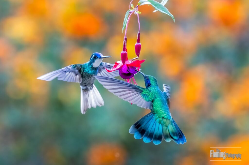 White-throated Mountain-gem and Lesser Violetear feeding on flower