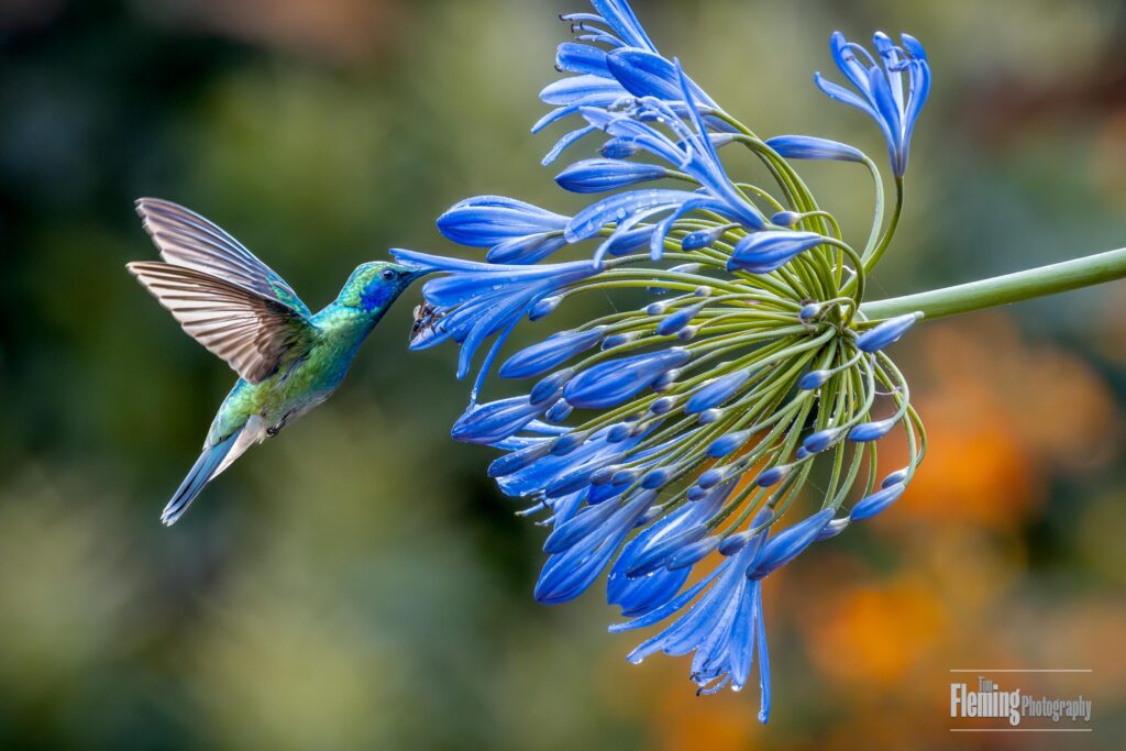 Lesser Violetear, also known as green violetear or mountain violet-ear. Quito, Ecuador