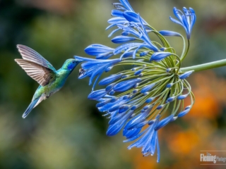 Lesser Violetear feeding on Agapanthus. San Gerardo de Dota, Costa Rica. Hummingbird, beautiful, and colorful  wildlife photography, animal in nature with blue background, tiny bird feeding on flowers.