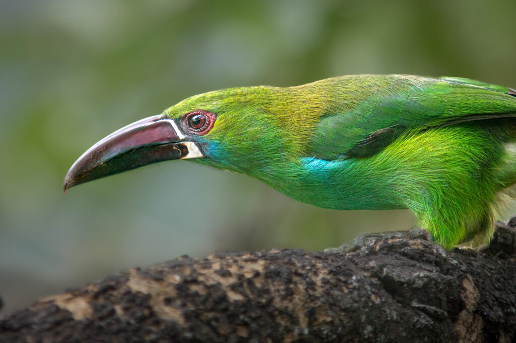 Crimson-rumped toucanet In the Tandayapa valley of northern Ecuador. Animal, beautiful, colorful, colourful, wildlife photography, nature, animal, background, bird, avian, outdoors