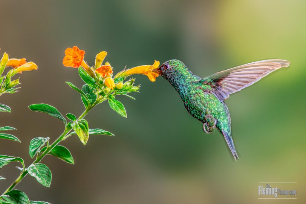 Western emerald, Chlorostilbon melanorhynchus, Quito Ecuador