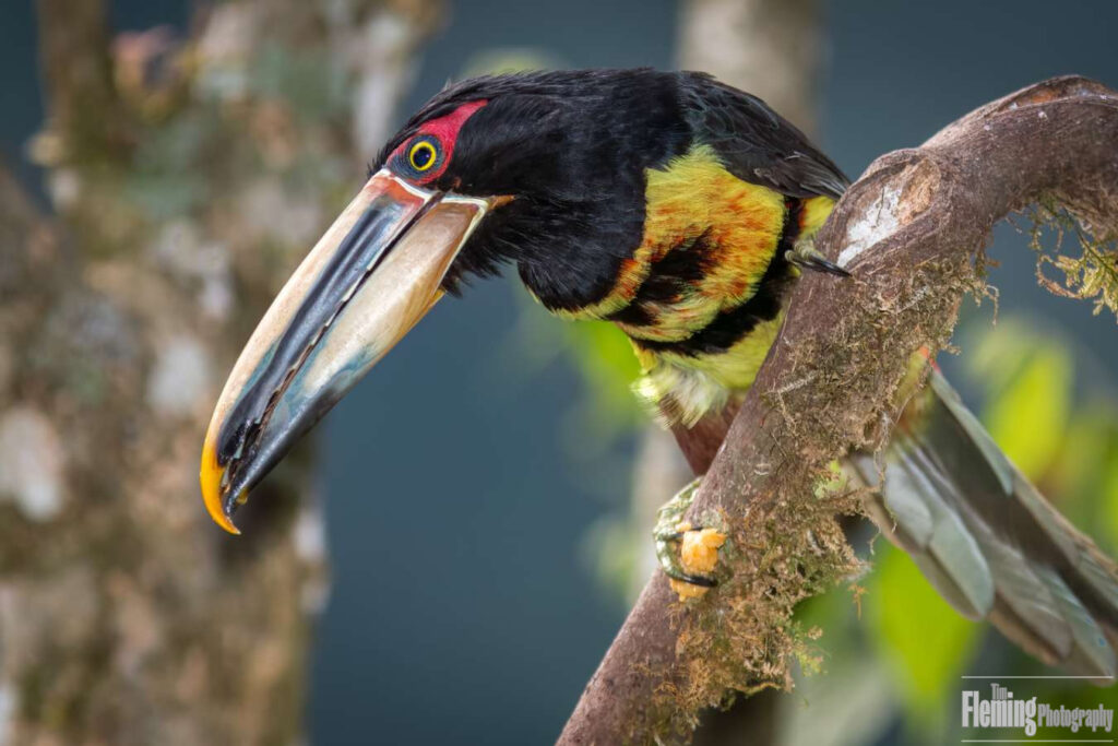 Pale-mandibled Aracari (Pteroglossus erythropygius)
