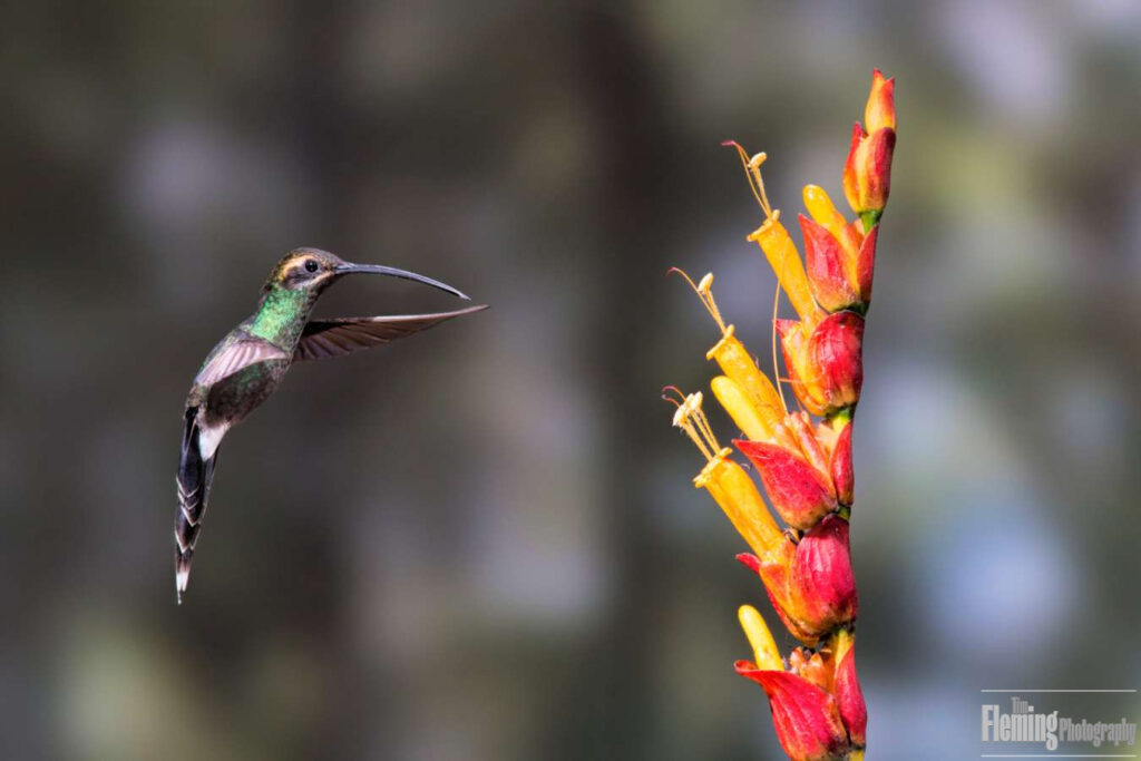 White-whiskered hermit: Phaethornis yaruqu