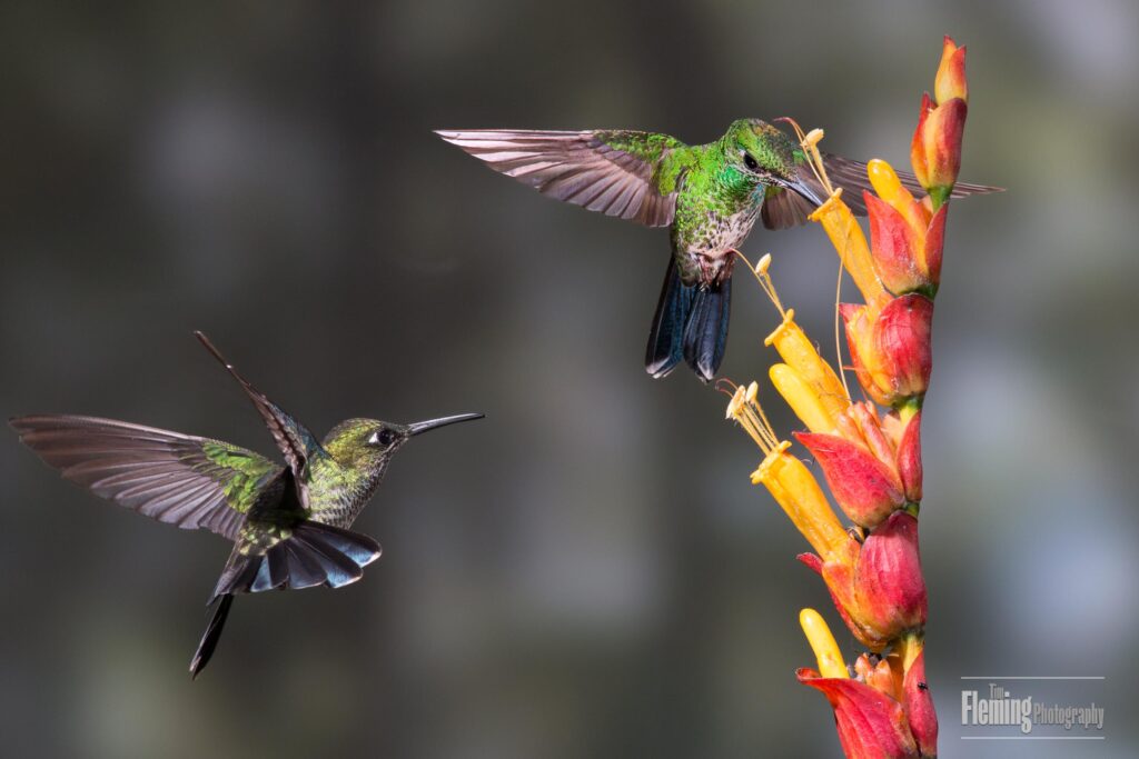 Glittering-throated Emerald hummingbirds, Chionomesa fimbriata, Costa Rica.