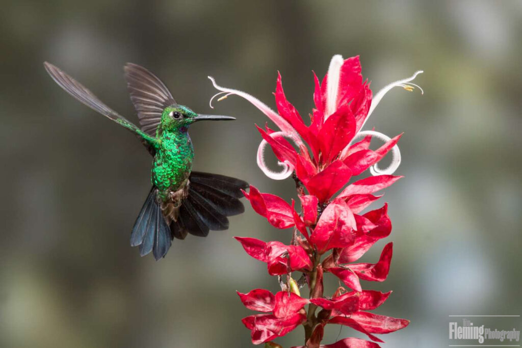 Green-crowned brilliant Near Milpe, Ecuador