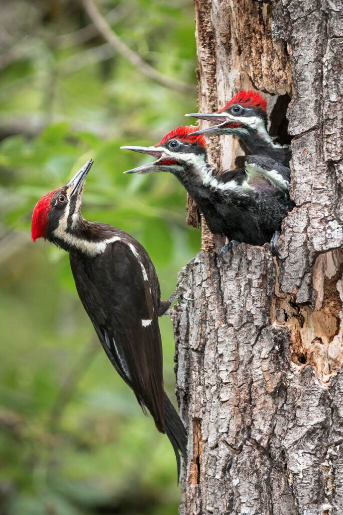 Woodpecker feeding two chicks in a nest cavity