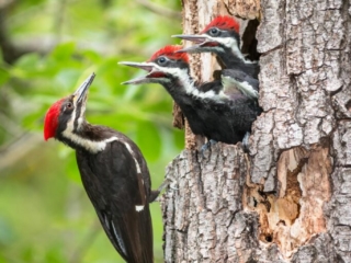 Pileated Woodpeckers, Birds in Sonoma County, California with  colorful, colourful, wings, chicks, babies, eating, feeding, perched