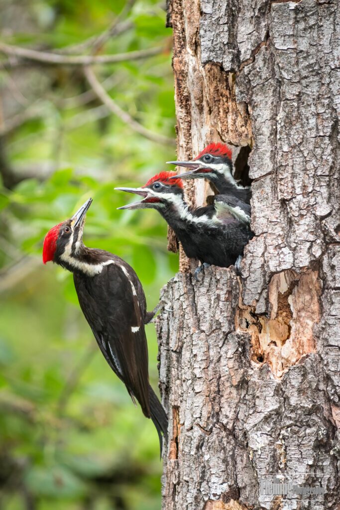 Pileated Woodpeckers, Birds in Sonoma County, California with  colorful, colourful, wings, chicks, babies, eating, feeding, perched