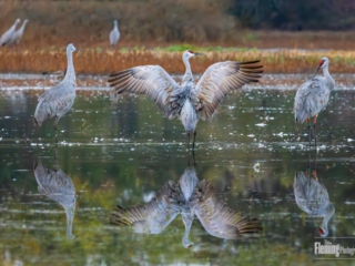 Sandhill cranes, Cosumnes River Preserve, California, Birds, wings, water, beautiful, wildlife photography, nature, animal, background