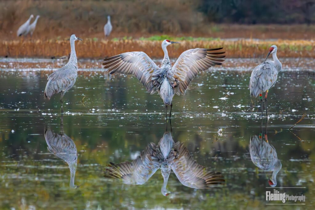 Sandhill cranes, Cosumnes River Preserve, California, Birds, wings, water, beautiful, wildlife photography, nature, animal, background