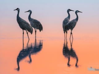 In autumn, four migrating Sandhill cranes forage in the wetlands of Woodbridge Ecological Reserve in Northern California. These migratory wading birds, among the most iconic found in nature, are often seen feeding in shallow water lagoons and marshlands across western North America.