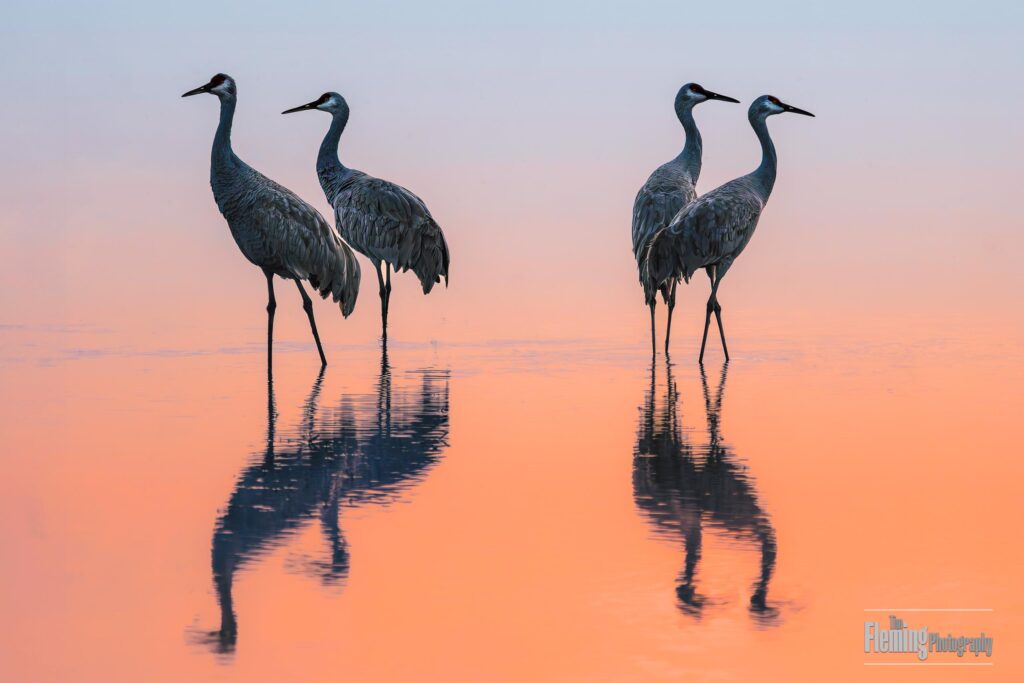 In autumn, four migrating Sandhill cranes forage in the wetlands of Woodbridge Ecological Reserve in Northern California. These migratory wading birds, among the most iconic found in nature, are often seen feeding in shallow water lagoons and marshlands across western North America.