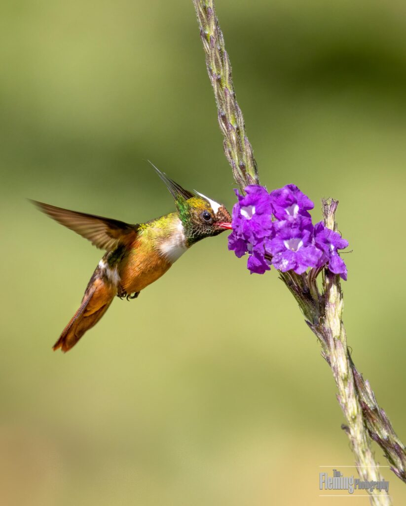 White-crested Coquette, endemic, Costa Rica