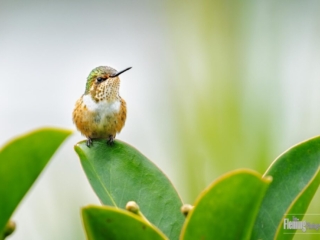Scintillant Hummingbird , smallest Hummingbird in Costa Rica, tiny bird perching on tropical Central America leaf