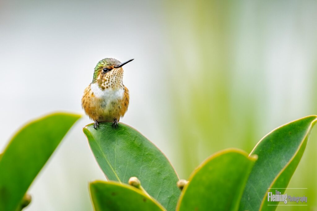 Scintillant Hummingbird , smallest Hummingbird in Costa Rica, tiny bird perching on tropical Central America leaf