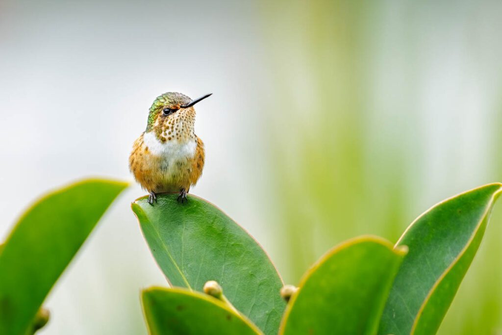 Hummingbird sitting on leaf