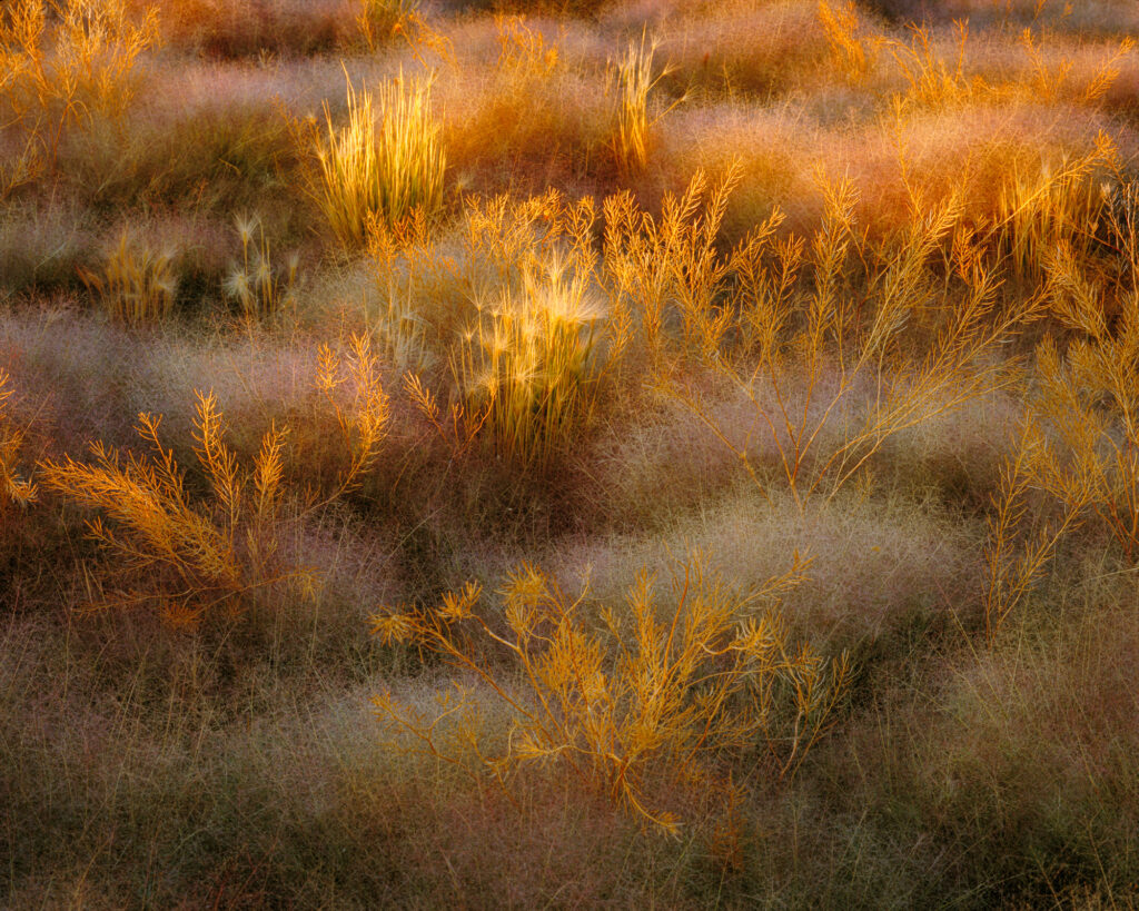 Mono Lake, California, nature, landscape, photography, fall color, autumn, golden glow, beauty, beautiful, colorful, colouful, vivid