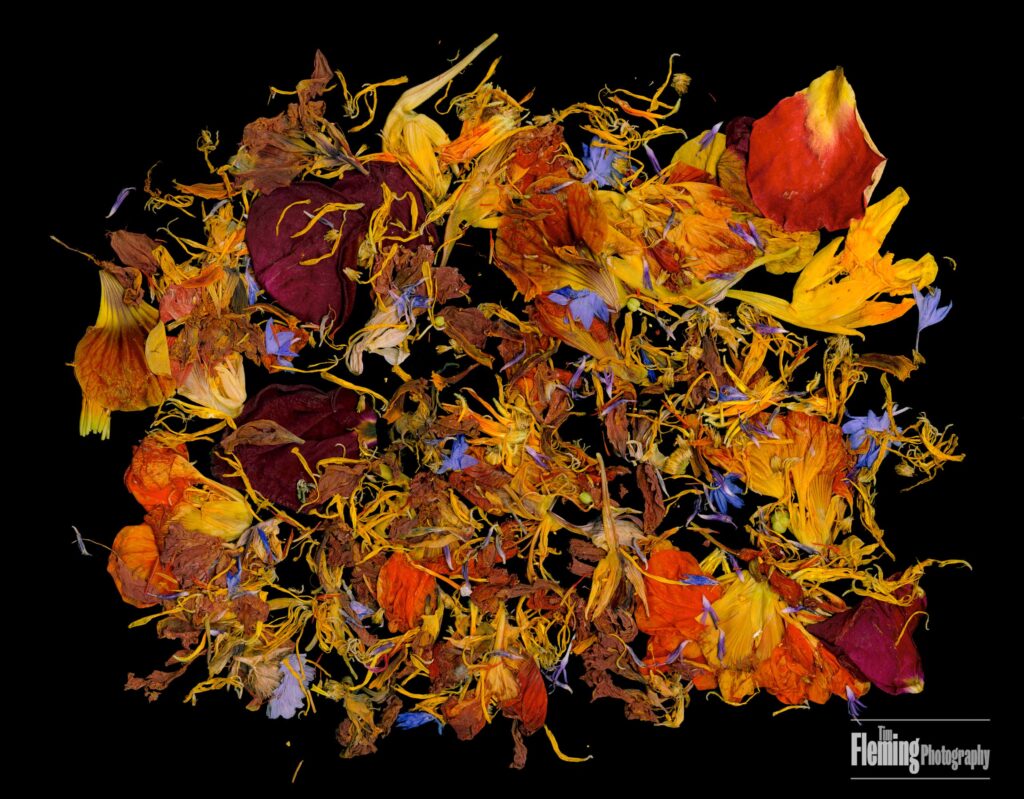 Nasturtium