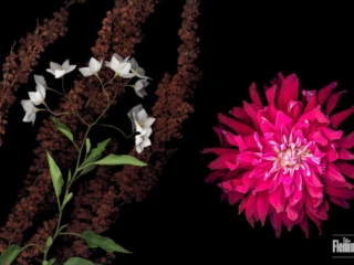 Off Minor, Scanner Art, flowers, black background, beauty, red, purple, floral, botanical, design, graphic, decoration, nature