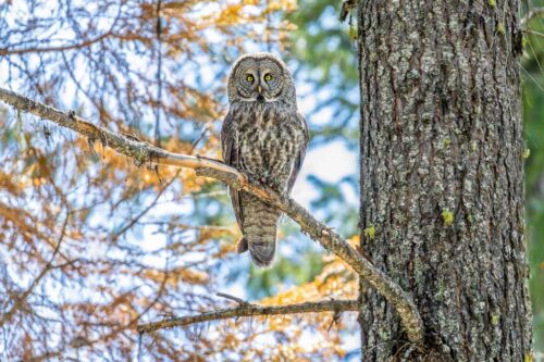 Great Gray Owl