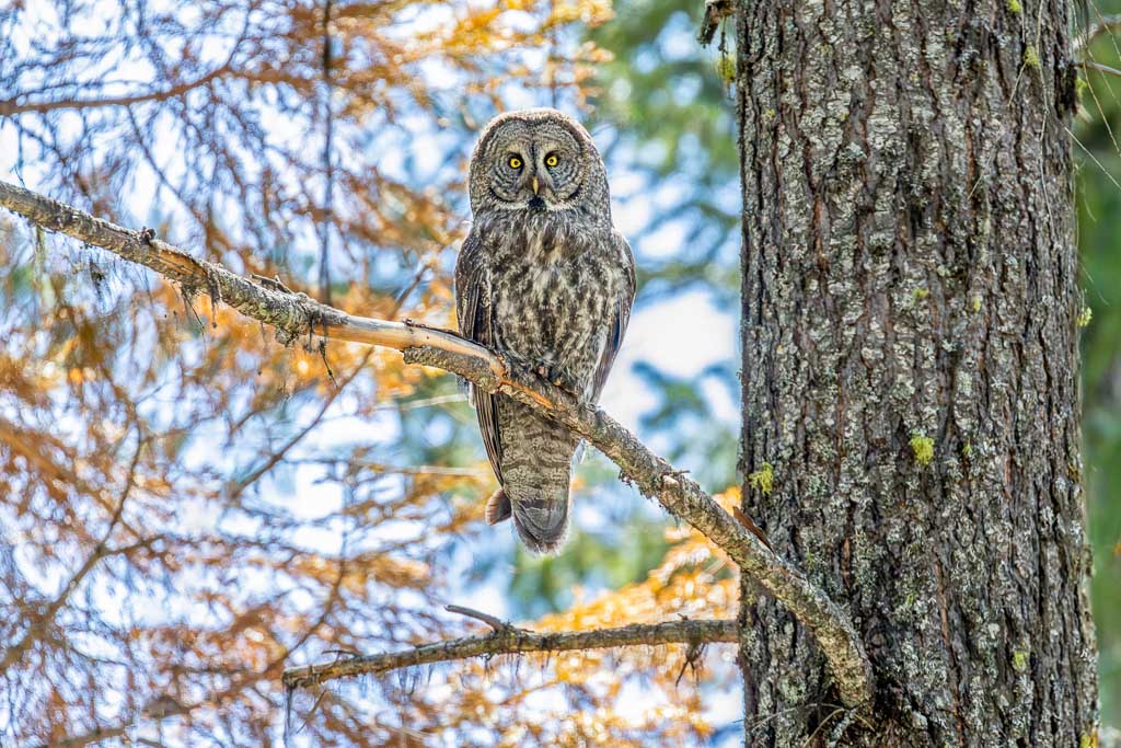 Great Gray Owl