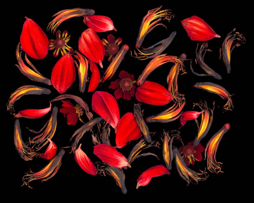 Phormium 2 Phormium, Scanner Art, flowers, black background, beauty, red, floral, botanical, design, graphic, decoration, nature