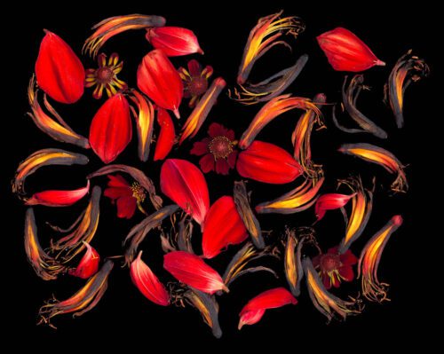 Phormium 2