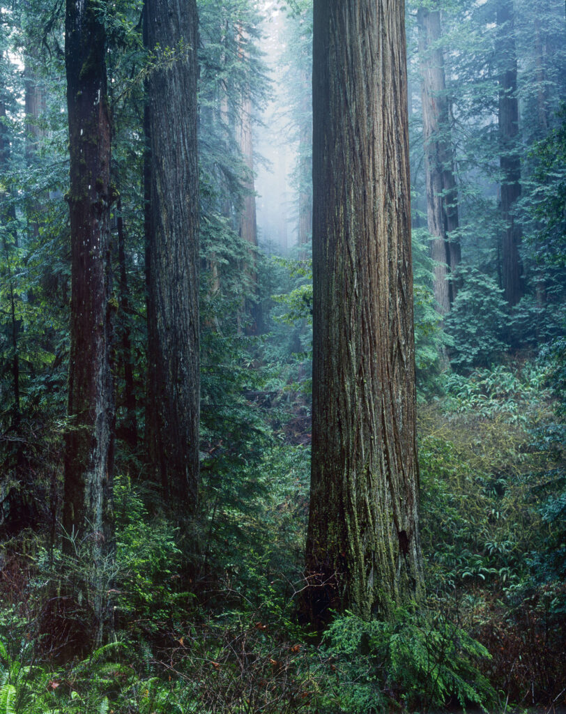 Oregon, forest, tall trees, green, misty, beauty, nature, photography, landscape, bark, beautiful, California, ecology, environment, foliage, hiking, Jedediah Smith Redwoods State Park