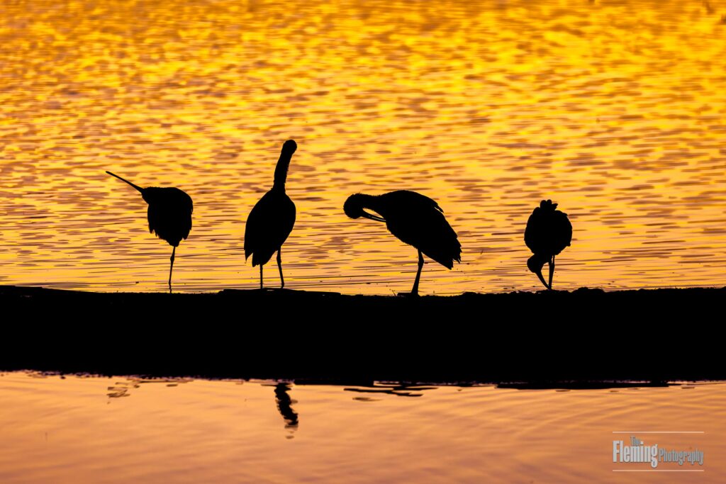 Shorebirds (White-faced ibis) silhouetted against the setting sun.. Sacramento National Wildlife Refuge