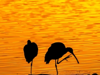 White-faced Ibis, Sacramento National Wildlife Refuge. Beautiful and colorful wildlife photography. Birds in nature. Animal silhouette with golden sunset background.