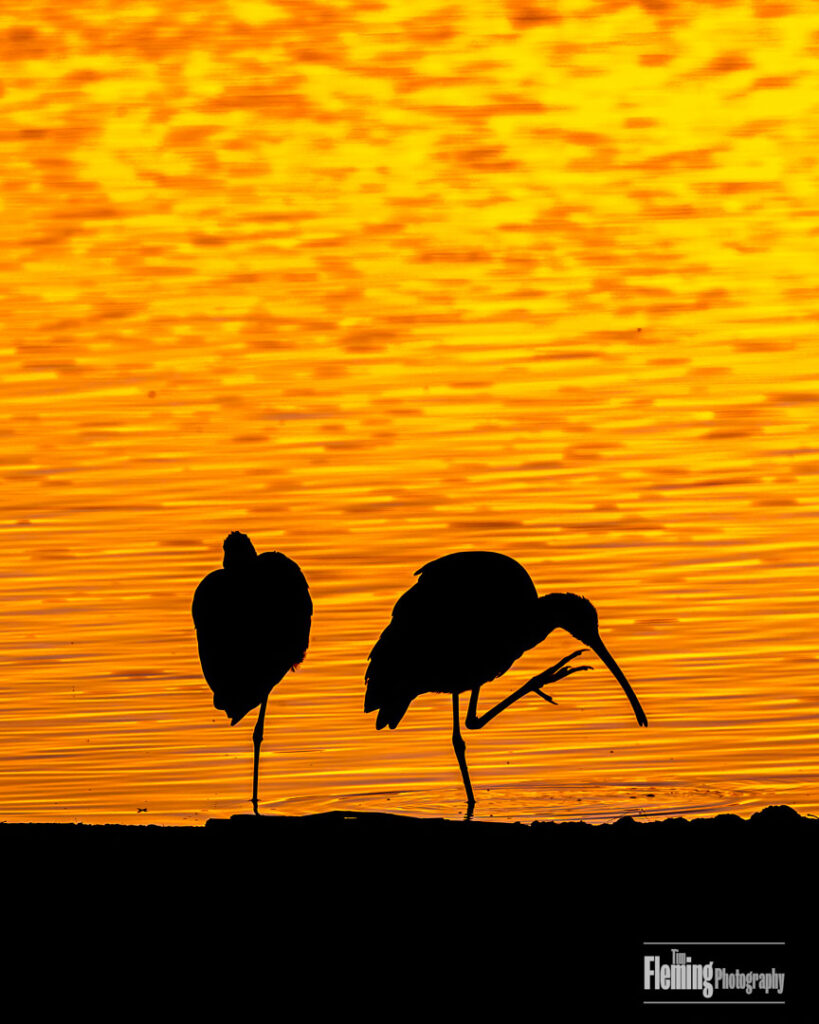 White-faced Ibis, Sacramento National Wildlife Refuge. Beautiful, colorful, colourful, wildlife photography, nature, animal, background, bird, sunset, golden light