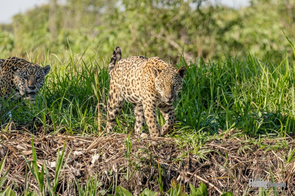 Two young Jaguars walking on riverbank, staring at the photographer. Wildlife, adult animal, big cat, predator hunting.