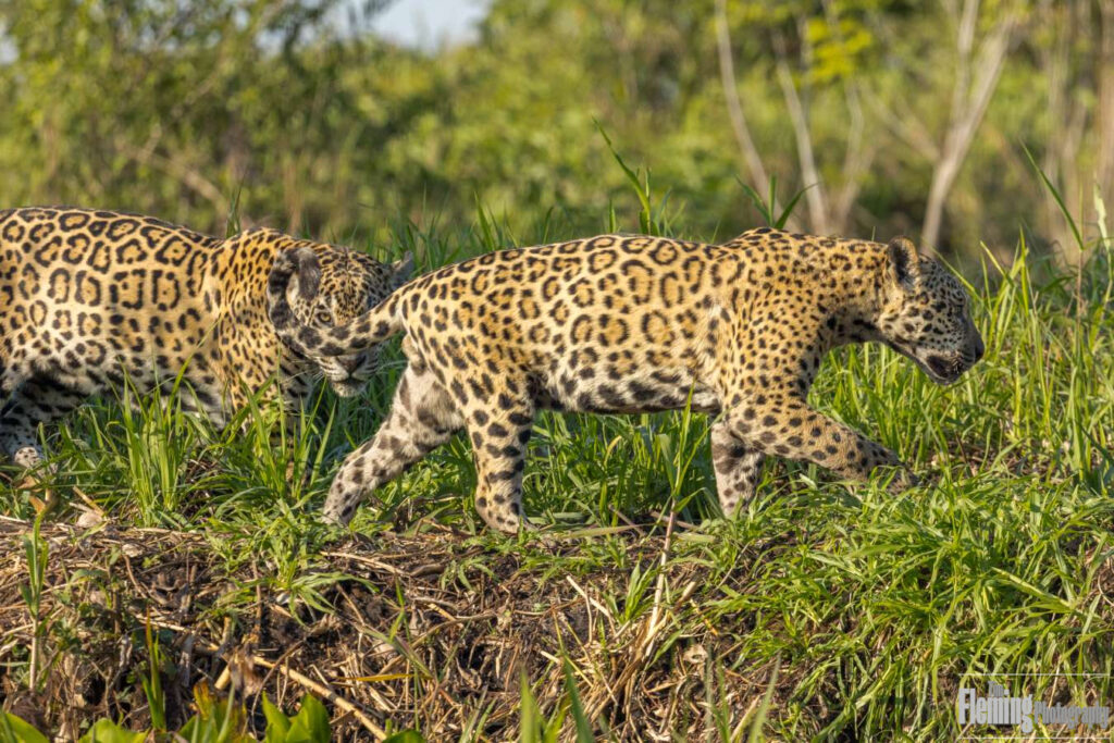 Jaguars walking on riverbank