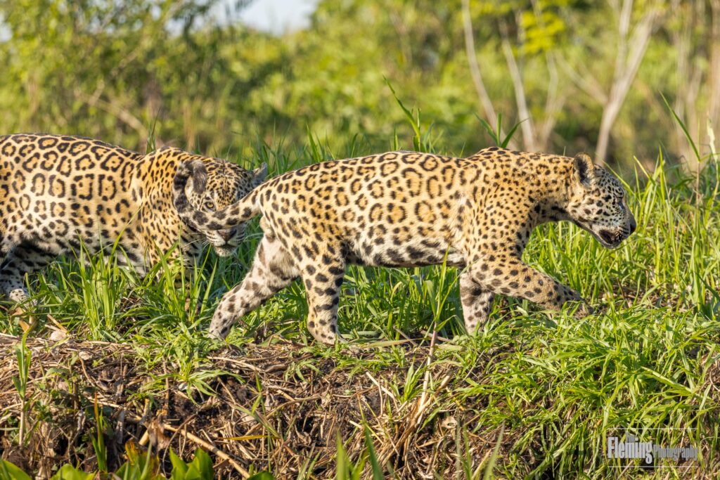 Two young jaguars on river bank in the Pantanal  of Brazil. Beautiful carnivores in tropical jungle environment, walking in the green grass. Excellent nature photography.