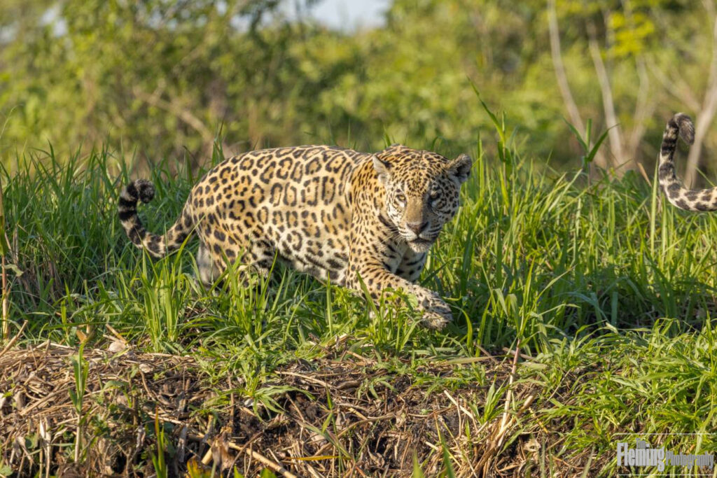 Jaguar walking on riverbank