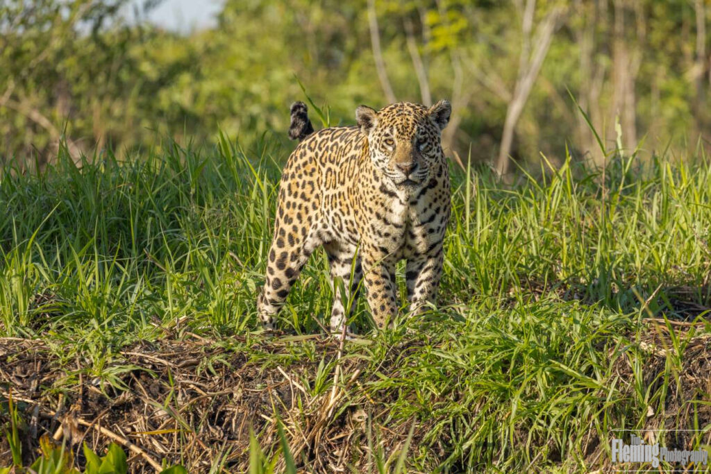 Jaguar looking at camera