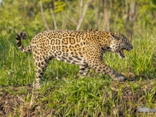 The Jaguar is a powerful predator with a distinctive spotted coat, native to the rainforests of Central and South America. I was fortunate to join a small tour group that visited their territory in the Pantanal of Brazil, where we photographed them from small boats. The sheer volume of wildlife found in this wilderness area made for some outstanding nature photography opportunities.