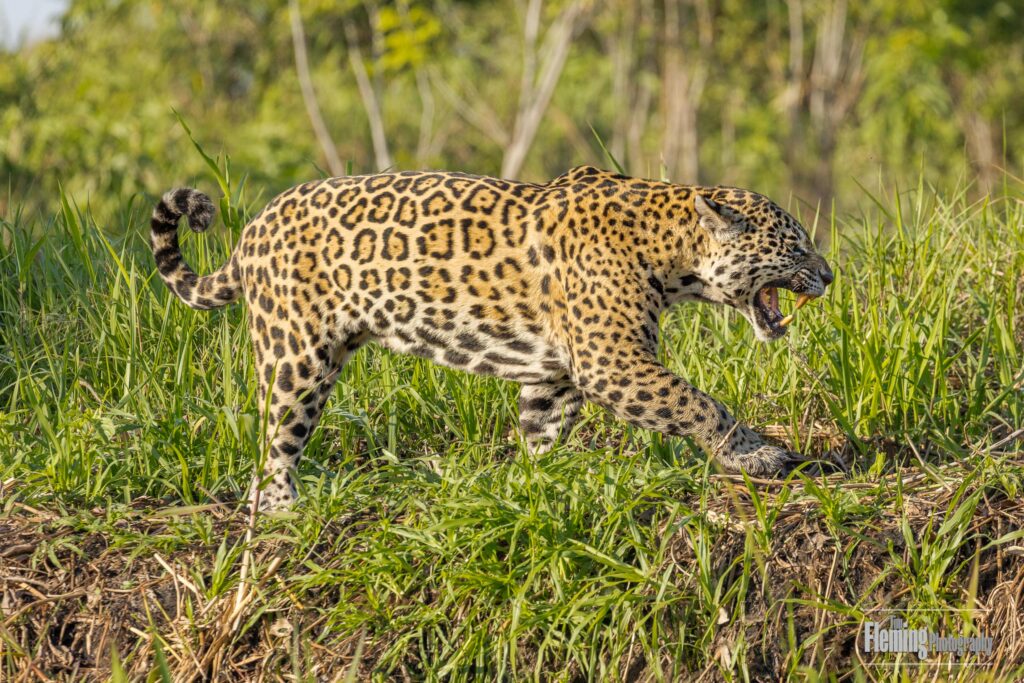 The Jaguar is a powerful predator with a distinctive spotted coat, native to the rainforests of Central and South America. I was fortunate to join a small tour group that visited their territory in the Pantanal of Brazil, where we photographed them from small boats. The sheer volume of wildlife found in this wilderness area made for some outstanding nature photography opportunities.