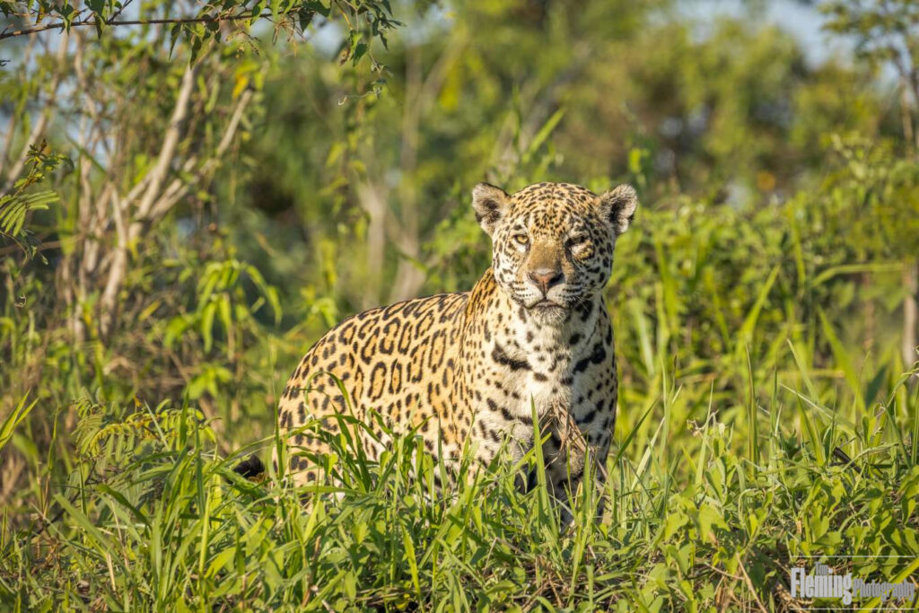 Jaguar on rivernank