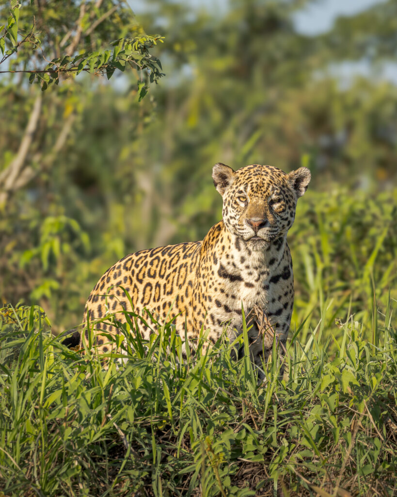 The Jaguar is a powerful predator with a distinctive spotted coat, native to the rainforests of Central and South America. I was fortunate to join a small tour group that visited their territory in the Pantanal of Brazil, where we photographed them from small boats. Animal, Amazon, beautiful, beauty, carnivore, eye, face, fauna, forest, fur, grass, green, habitat, head, hunting,  jungle, natural, nature, outdoors, predator, predatory